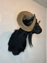 Taxidermy Black Goat Ram Shoulder Mount Blind Goat Curled Horns Blocking Eyes