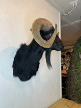 Taxidermy Black Goat Ram Shoulder Mount Blind Goat Curled Horns Blocking Eyes
