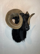Taxidermy Black Goat Ram Shoulder Mount Blind Goat Curled Horns Blocking Eyes