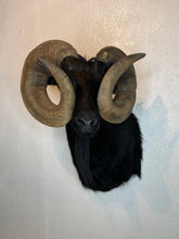 Taxidermy Black Goat Ram Shoulder Mount Blind Goat Curled Horns Blocking Eyes