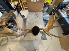 Moose Antler Mount