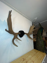 Moose Antler Mount