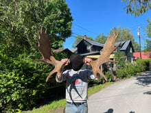 Moose Antler Mount