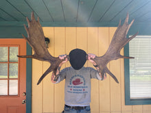 Moose Antler Mount