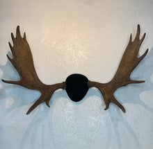 Moose Antler Mount