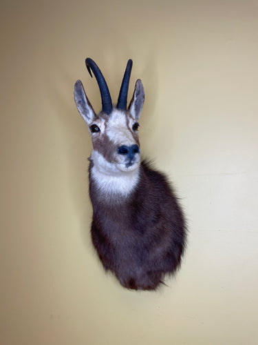 Taxidermy Chamois Alpine Goat Antelope Mount