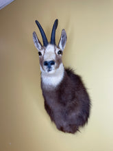 Taxidermy Chamois Alpine Goat Antelope Mount
