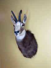 Taxidermy Chamois Alpine Goat Antelope Mount