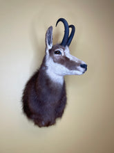 Taxidermy Chamois Alpine Goat Antelope Mount