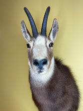 Taxidermy Chamois Alpine Goat Antelope Mount