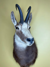 Taxidermy Chamois Alpine Goat Antelope Mount