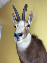Taxidermy Chamois Alpine Goat Antelope Mount