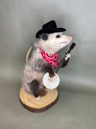 Taxidermy Possum Cowboy Playing Banjo