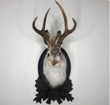 Taxidermy Jackalope on German Carved Plaque