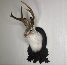 Taxidermy Jackalope on German Carved Plaque