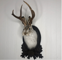 Taxidermy Jackalope on German Carved Plaque