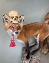 Kitsune Fox Taxidermy Japanese Yokai Folklore Nine Tails Human Skull