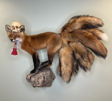 Kitsune Fox Taxidermy Japanese Yokai Folklore Nine Tails Human Skull