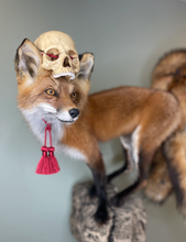 Kitsune Fox Taxidermy Japanese Yokai Folklore Nine Tails Human Skull