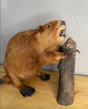 Taxidermy Beaver with Wood