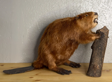 Taxidermy Beaver with Wood