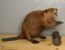 Taxidermy Beaver with Wood