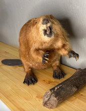 Taxidermy Beaver with Wood