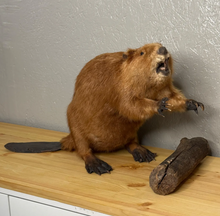 Taxidermy Beaver with Wood