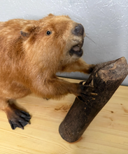 Taxidermy Beaver with Wood