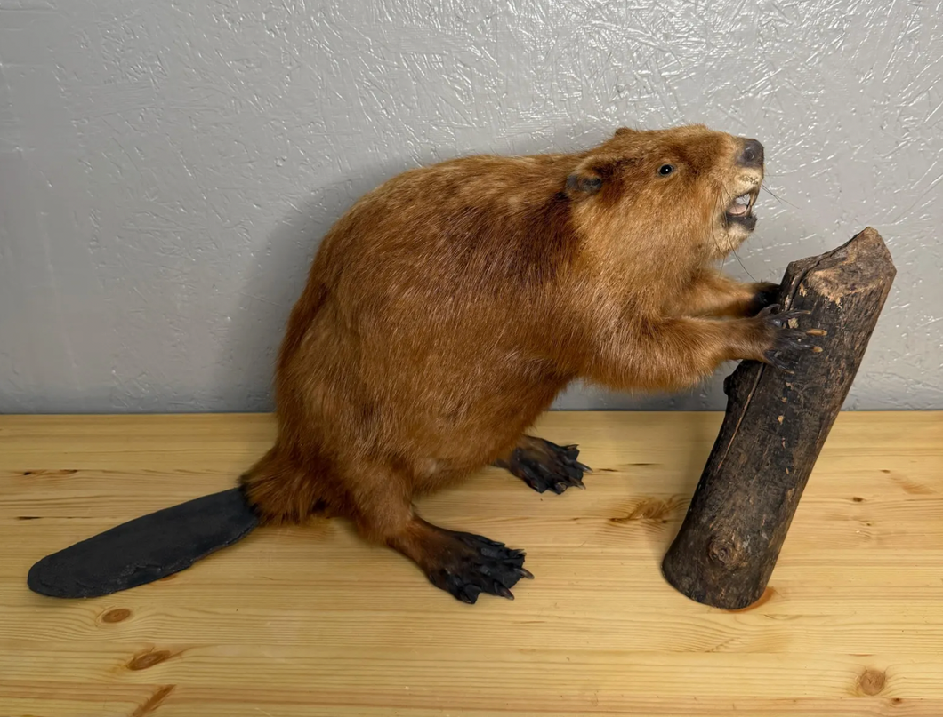 Taxidermy Beaver with Wood