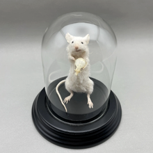 Taxidermy Mouse Holding Mouse Skull