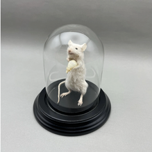 Taxidermy Mouse Holding Mouse Skull