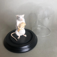 Taxidermy Mouse Holding Mouse Skull