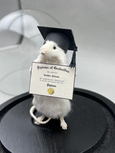 Taxidermy Graduation Mouse