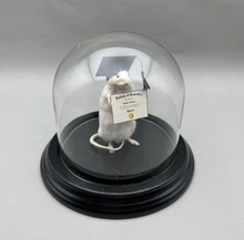 Taxidermy Graduation Mouse