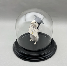 Taxidermy Graduation Mouse