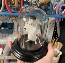 Taxidermy Graduation Mouse
