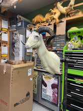Taxidermy Corsican Ram Shoulder Mount