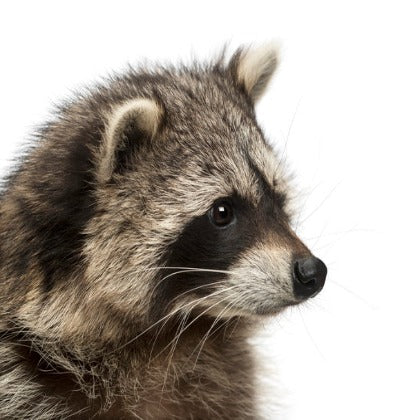 Raccoon Head Mount Taxidermy Class