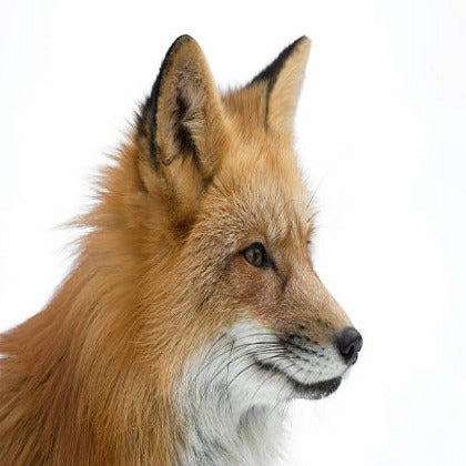 Fox Shoulder Mount Taxidermy Class