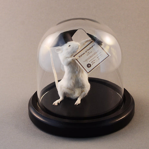 Taxidermy Graduation Mouse