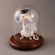 Taxidermy Graduation Mouse