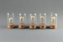 Tooth Mounted in Miniature Glass Dome