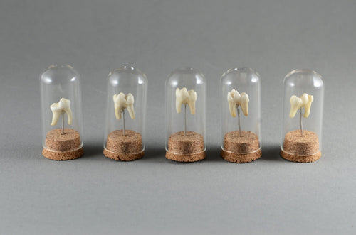 Tooth Mounted in Miniature Glass Dome