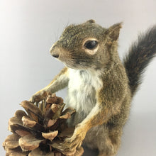 Taxidermy Squirrel with Pine Cone