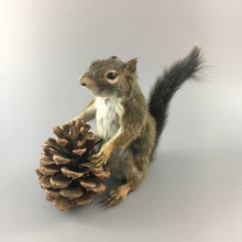 Taxidermy Squirrel with Pine Cone