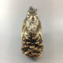 Taxidermy Squirrel with Pine Cone