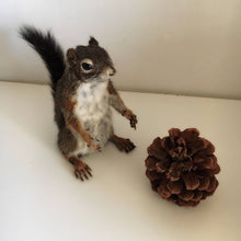 Taxidermy Squirrel with Pine Cone