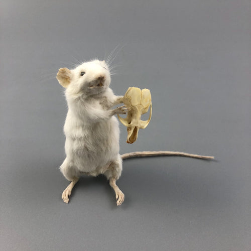 Taxidermy Mouse Holding Mouse Skull