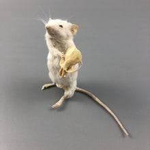 Taxidermy Mouse Holding Mouse Skull